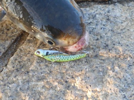 どうやったらええねん⁇淀シーHelp me‼